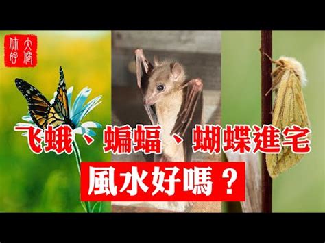 家中有飛蛾代表什麼|家中飛蛾暗示什麼？專家解析